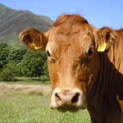Cow at our working farm