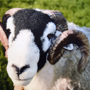 Sheep at our working farm